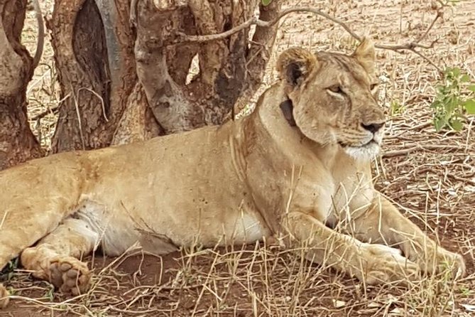 6 Days Joining Group Safari to Tarangire,Serengeti,Ngorongoro & Manyara Tanzania - Accessibility and Conditions