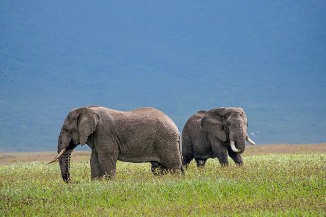 6 Days-The Best of Tanzania Safari - Additional Costs and Considerations