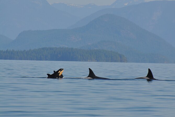 6 Hour Covered Boat Whale Watching Tour - Included in the Tour