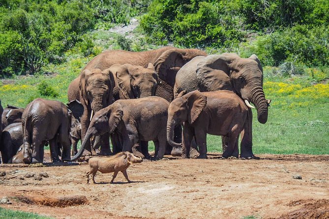 7 Day Garden Route to Addo, Cape Point and Winelands Combo Tour - Tour Guides and Group Size