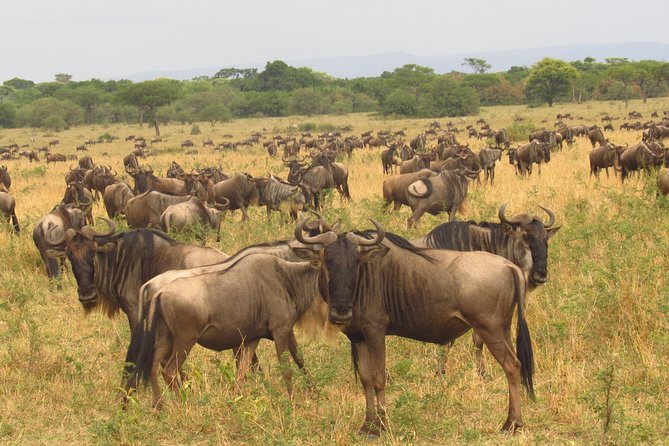 8 Days Amboseli Great Rift Valley Lakes & Masai Mara - Dietary Considerations