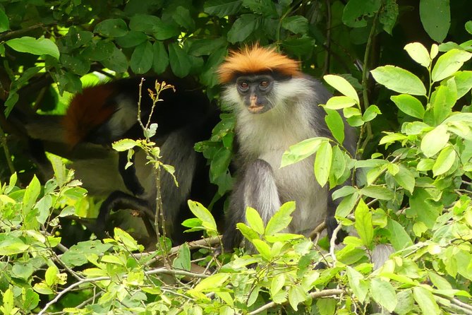 8 Days Safari to Mikumi, Ruaha & Udzungwa Mountains - Discovering Ruaha National Park