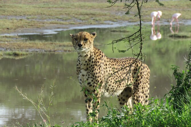 9 Days Safari To See Great Migration Crossing - Safari Highlights