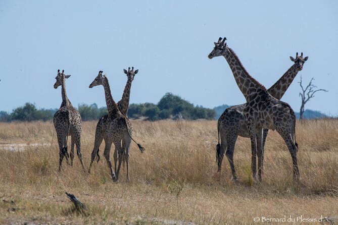 A Chobe Full Day Tour - Botwana - Dining Experience