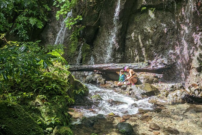 A Day of Relaxation in the Jungle and Waterfalls of Dominica - Plant Identification