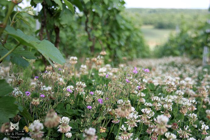 A Unique Sensory Experience in the Vineyards - Sensory Experiences in Vineyards