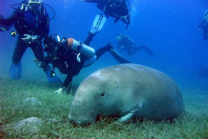 Abu Dabbab Over Day - Snorkel With Turtles & Dugong From Hurghada - Hurghada - Spotting Marine Life and Dugongs