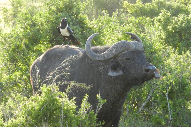 Addo Elephant 5 Hour Morning Safari. - Pickup and Meeting Locations