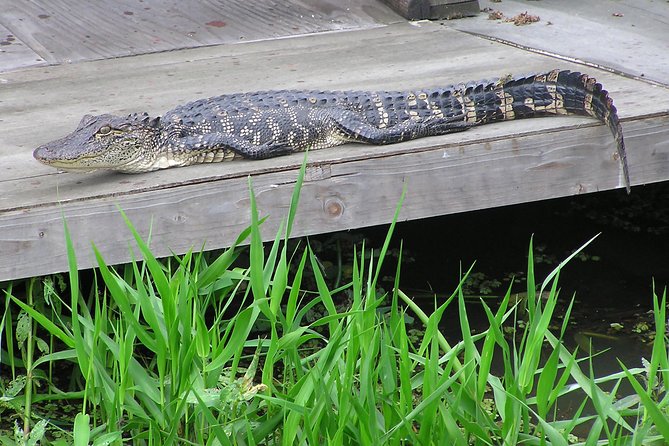 Airboat and Plantations Tour With Gourmet Lunch From New Orleans - Booking Information