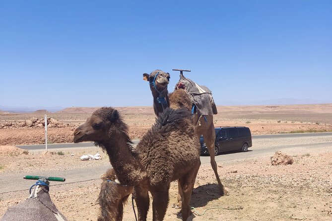 Ait Benhaddou Private Day Trip From Marrakesh - Transportation and Pickup