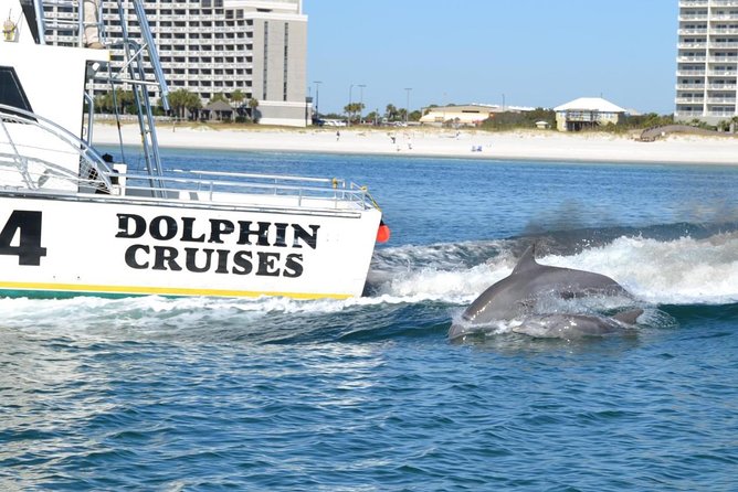 Alabama Gulf Coast Dolphin Cruise - Spotting Native Wildlife