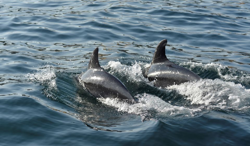 Albufeira: 2.5-Hour Dolphin Watching and Caves Trip - Booking and Cancellation Policy