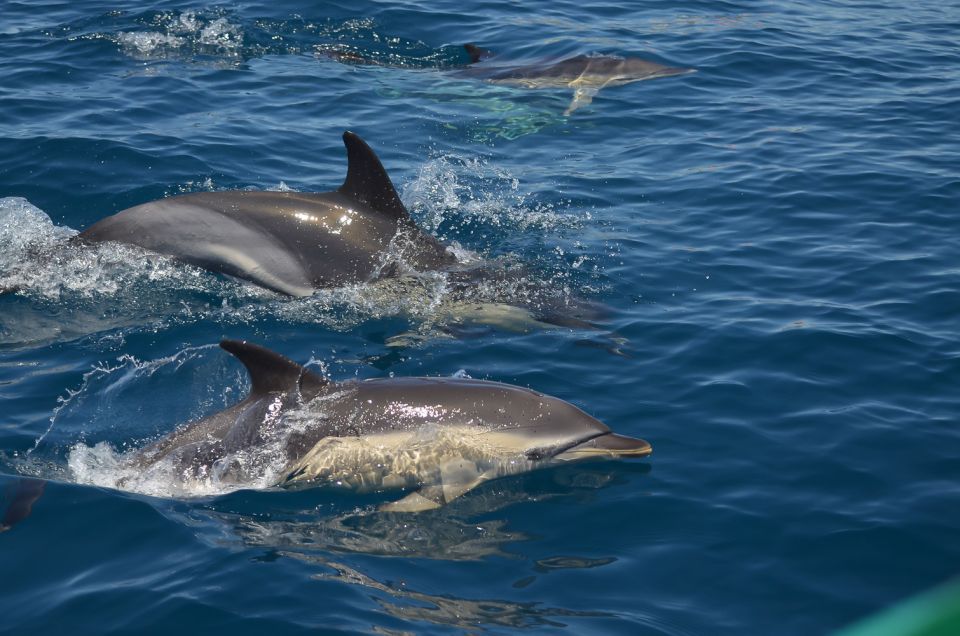 Albufeira: Dolphin Watching and Benagil Cave Boat Cruise - Unique Cave Discoveries