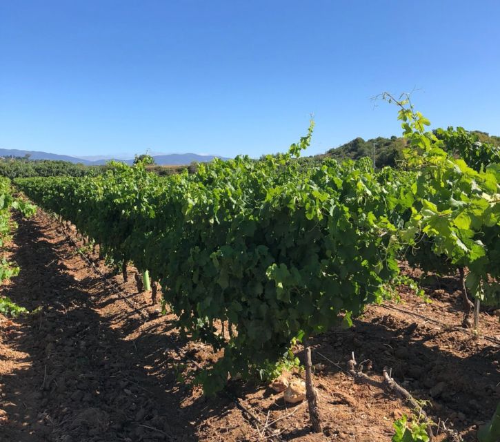 Algarve Wine Tour of Two Estates Guided by Wine Expert - Recap