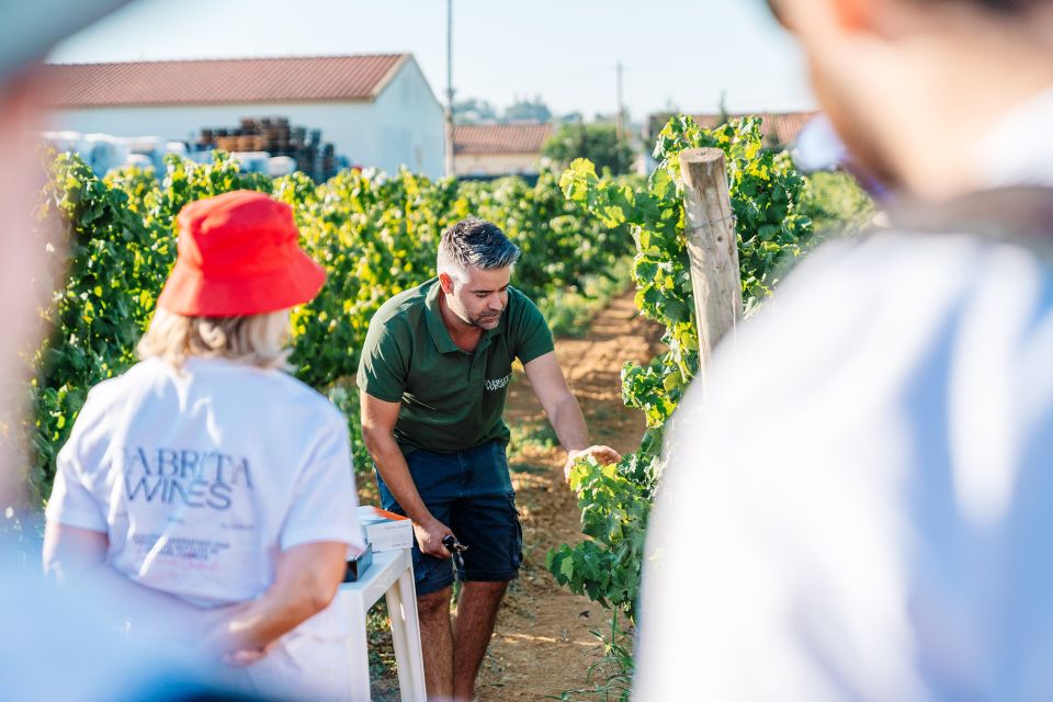 Algarves Classic Wine Tasting - Vineyard and Cellar Tour