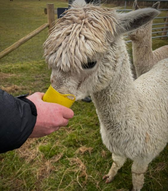 Alpaca Meet & Greet - Frequently Asked Questions