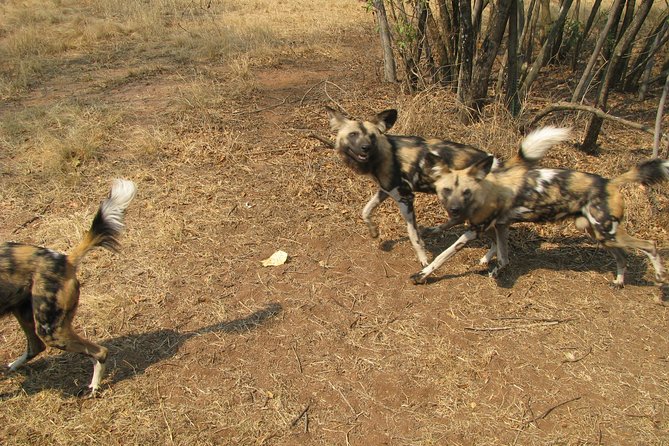 Ann Van Dyk Cheetah Centre Tour From Johannesburg or Pretoria - Accessibility and Age Restrictions