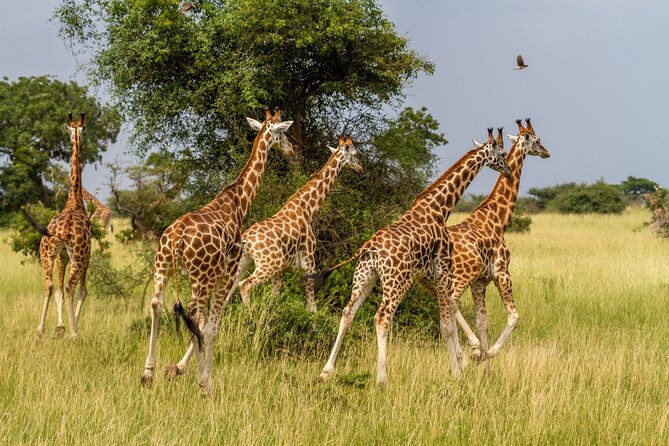 Aquila Game Reserve Safari With Park Fees, Transport & Lunch - Cancellation Policy