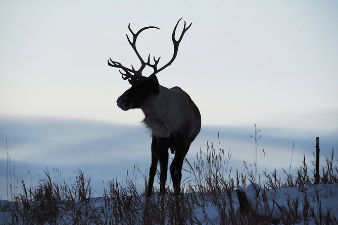 Arctic Day: Yukon Wildlife Half Day Viewing Tour - Guide and Group Size