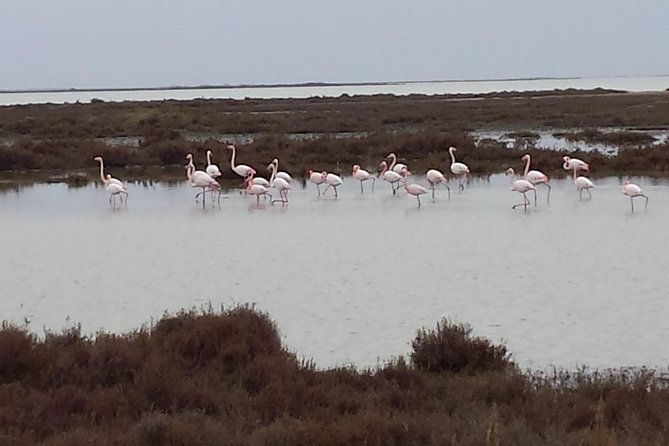 Arles and Camargue Small-Group Half-Day Tour From Avignon - Spotting Camargue Wildlife