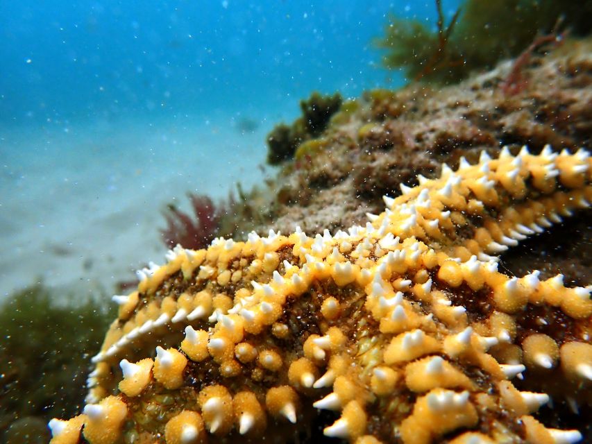 Arrábida: Snorkeling Experience in Arrábida Marine Reserve - Stunning Scenery