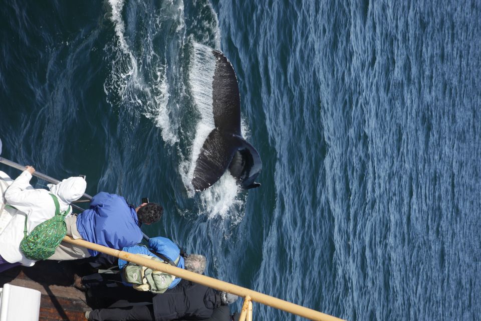 Árskógssandur: Whale-Watching Boat Trip - Wildlife Sightings and Encounters