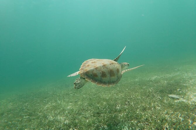 Aruba Seabob Scooter Reef Tour  - Tour Reviews