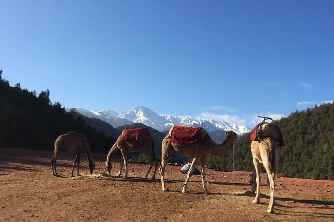 Atlas Mountains Day Trip From Marrakech 3 Valleys & Berber Villages & Camel Ride - Transportation and Guide Services