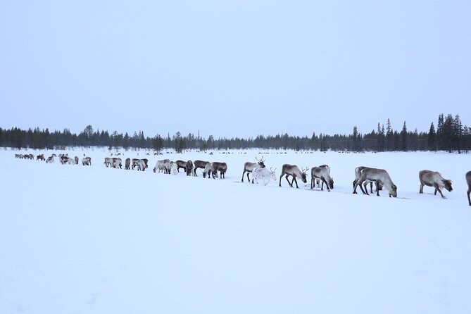 Aurora Hunting With Reindeer Caravan - Viewing the Northern Lights