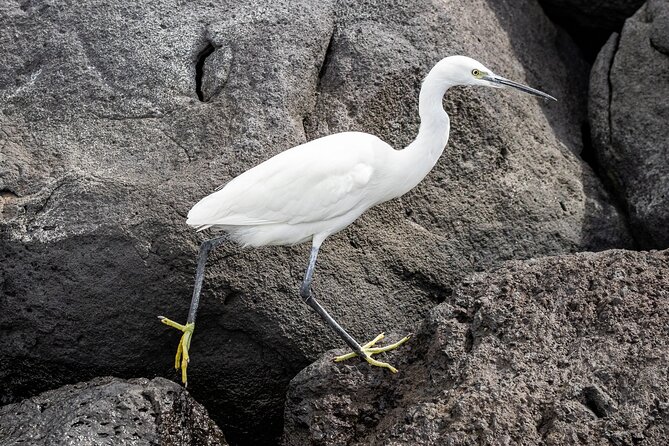 Azores Marine Birdwatching Expedition - Environmental Considerations