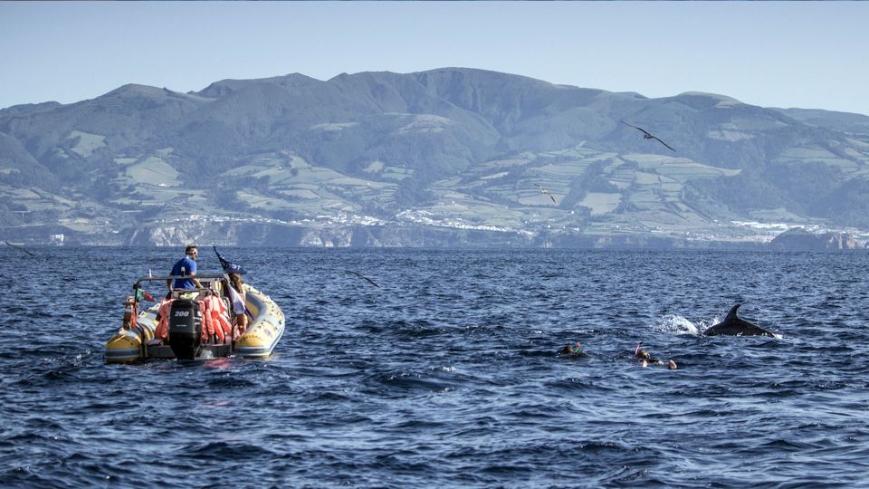 Azores: Swim With Dolphins Atlantic Experience - Duration and Schedule