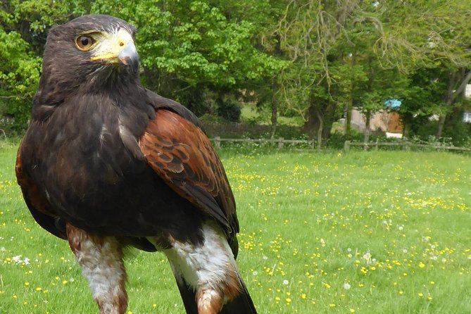 Bath City Tour & Fly a Hawk Experience - Day Tour From Bath - Discover Falconry Experience