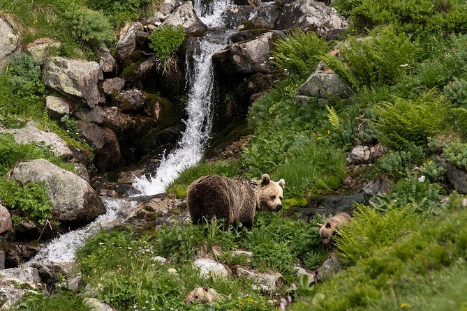 Bearwatching Hiking Day Tour in High Tatras From Poprad - Wildlife Viewing Opportunities