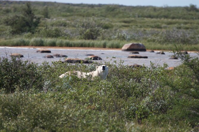 Belugas, Bears and Blooms in Churchill Manitoba - Flower Viewing Experiences