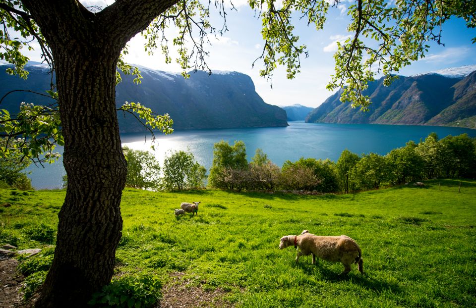 Bergen: Guided Day Tour, Nærøyfjord Cruise and Flåm Railway - Transportation and Logistics