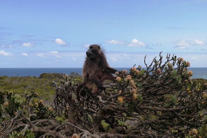 Bespoke Tour : Cape Point , Table Mountain & Penguin Colony - Customer Reviews