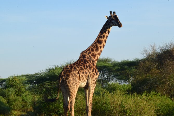 Best 5 Days Tanzania Midrange Group Joining Safari Tour - Tour Operator and Reviews