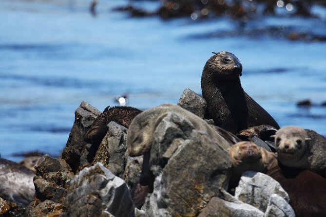 Big 5 Sea Safari in Walker Bay From Gansbaai - Booking and Cancellation