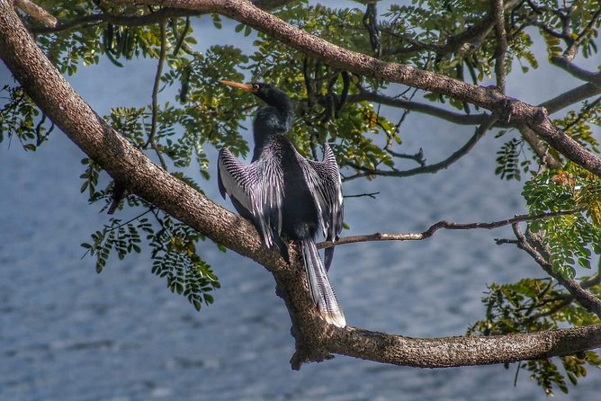 Bird Watching Tours - Frequently Asked Questions