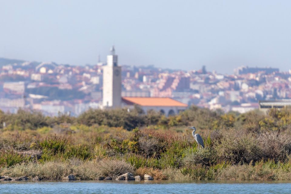 Birdwatching Boat Tour in the Tagus Estuary - Important Considerations