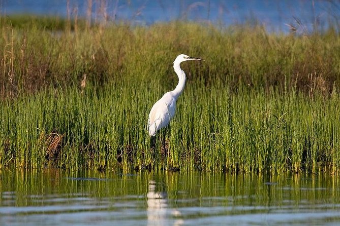 Birdwatching by Boat in a Small Group in the Pialassa Baiona - Scenic Birdwatching Destination