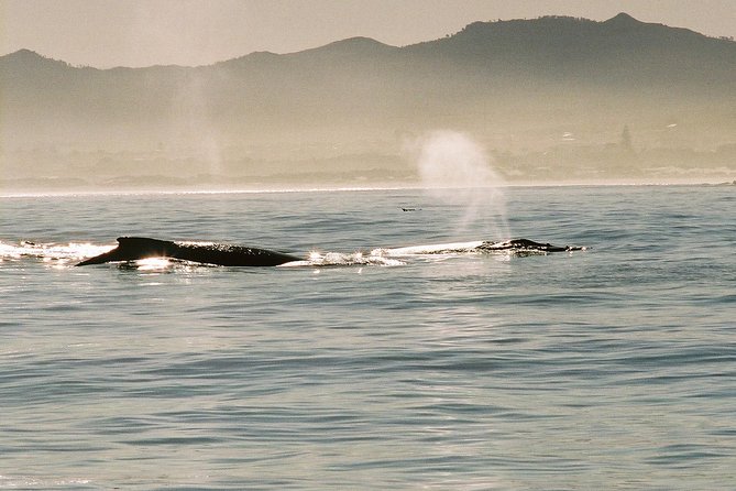 Boat Based Whale Watching From Hermanus - Recommended Preparations