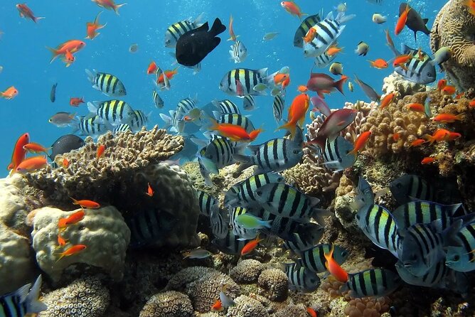 Boat Dive and Snorkeling Experience in Aqaba - Transportation Arrangements