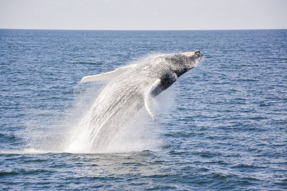 Boston: Whale Watching Catamaran Cruise - Choosing Your Cruise Date