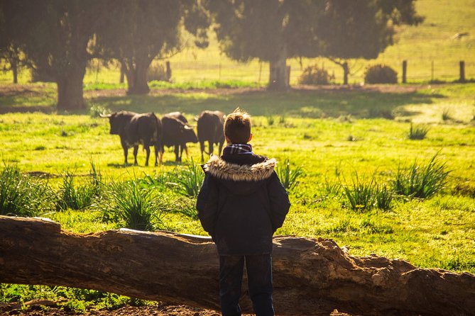 Bull Breeding Farm: Guided Half-Day Tour From Seville - Tour Booking and Cancellation