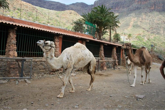 Camel Ride in Fataga With Tapas and Drinks - Booking Details