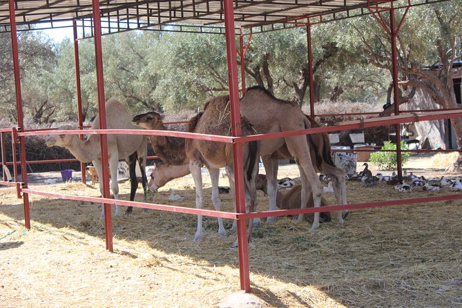 Camel Ride in the Palmeraie of Marrakech - Cancellation Policy and Refunds