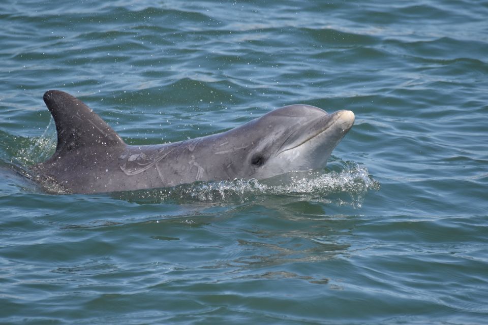 Cape May: Sunset Dolphin Watching Cruise With Food - Getting to the Meeting Point