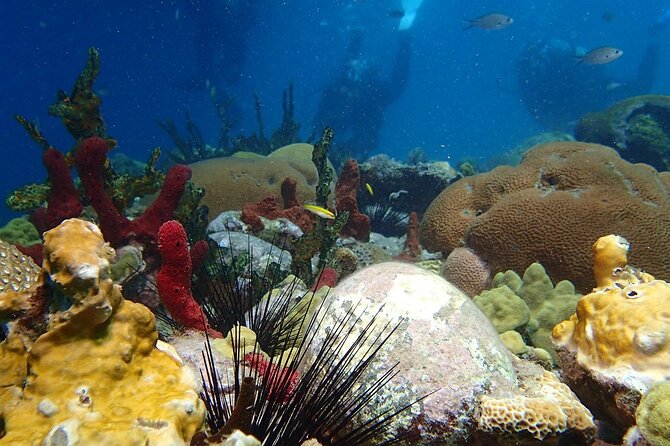 Champagne Reef, Bubble Beach and Scotts Head Snorkeling Tour by Boat in Dominica - Relax in Natural Hot Springs