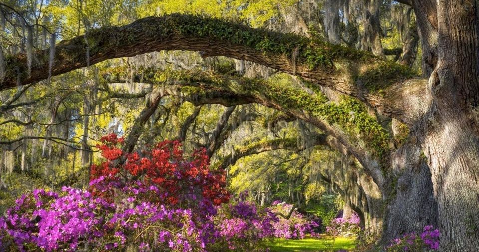 Charleston: Magnolia Plantation Entry & Tour With Transport - Magnolia Plantation History